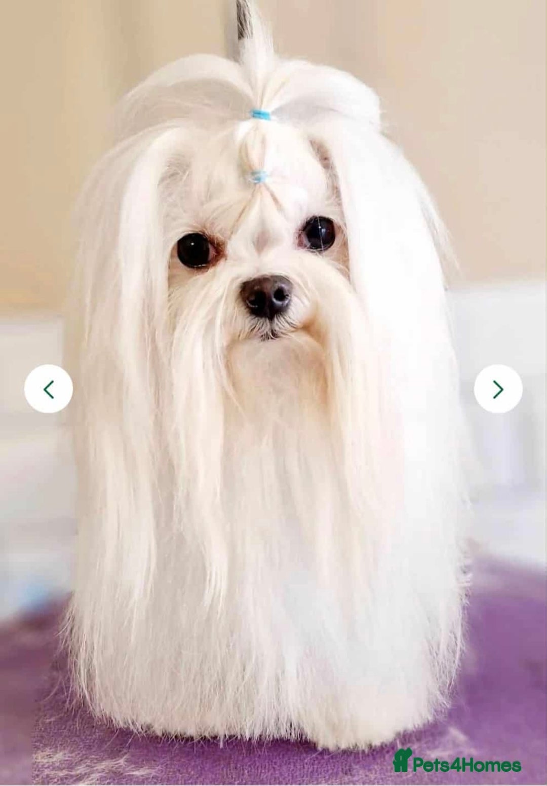 Maltipoo dogs for sale: Tiny korean Maltipoo’s - Image 9