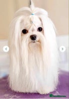 Maltipoo dogs - Advert 10