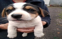 Jack Russell dogs for sale: Rare short legged Jack Russell puppies - Image 5