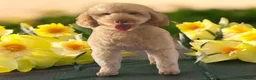 Saint Berdoodle dogs for sale: Yellow collar  - Advert 4