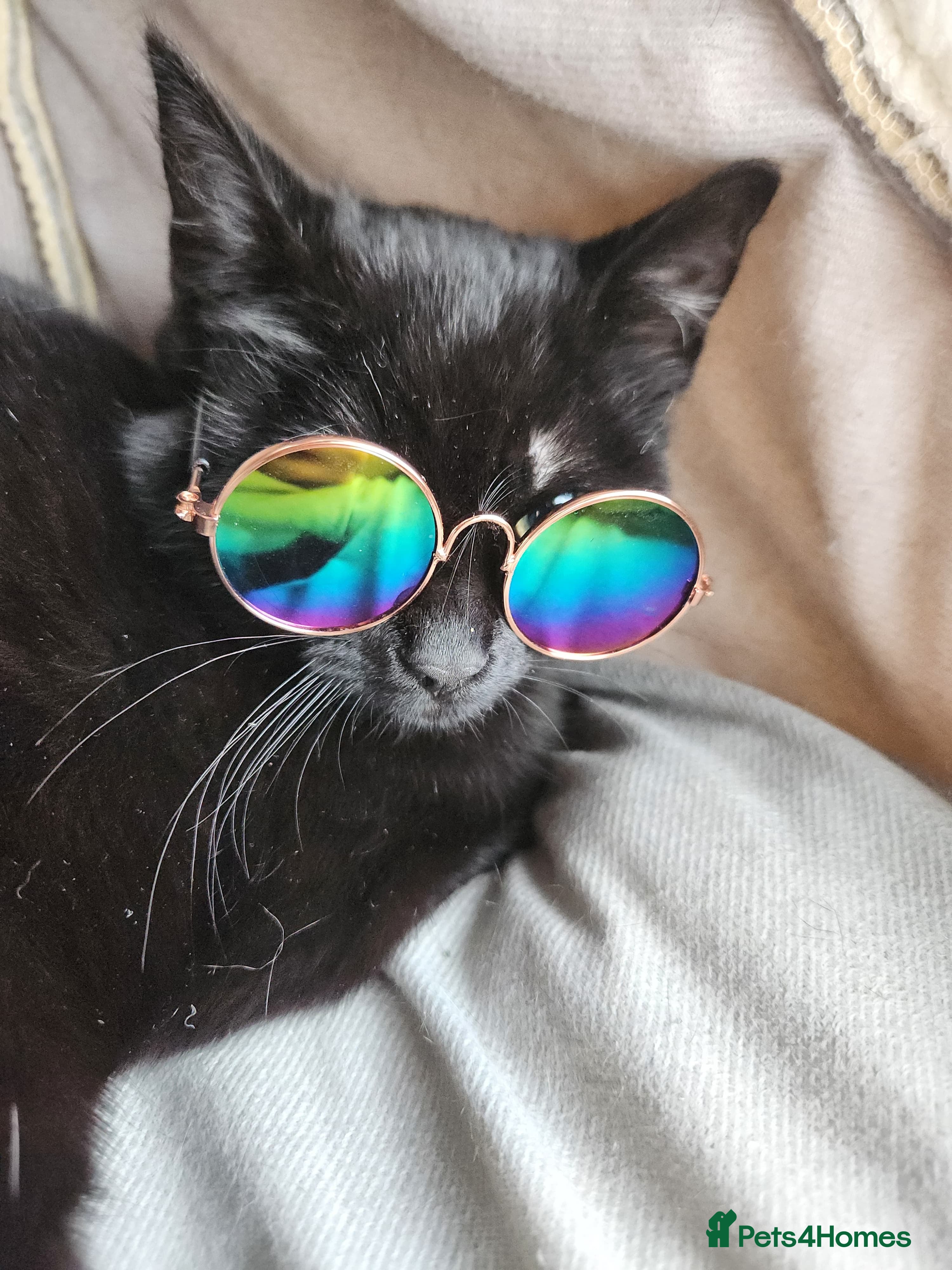 Mixed Breed cats rescue kitten Frankie has nevr had home of his own - Advert 12