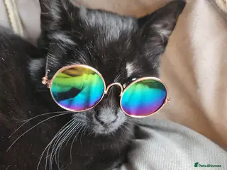 Mixed Breed cats rescue kitten Frankie has nevr had home of his own - Advert 12