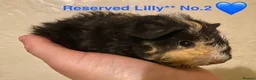 Guinea Pig rodents for sale: Gorgeous baby Guinea pigs - Advert 15