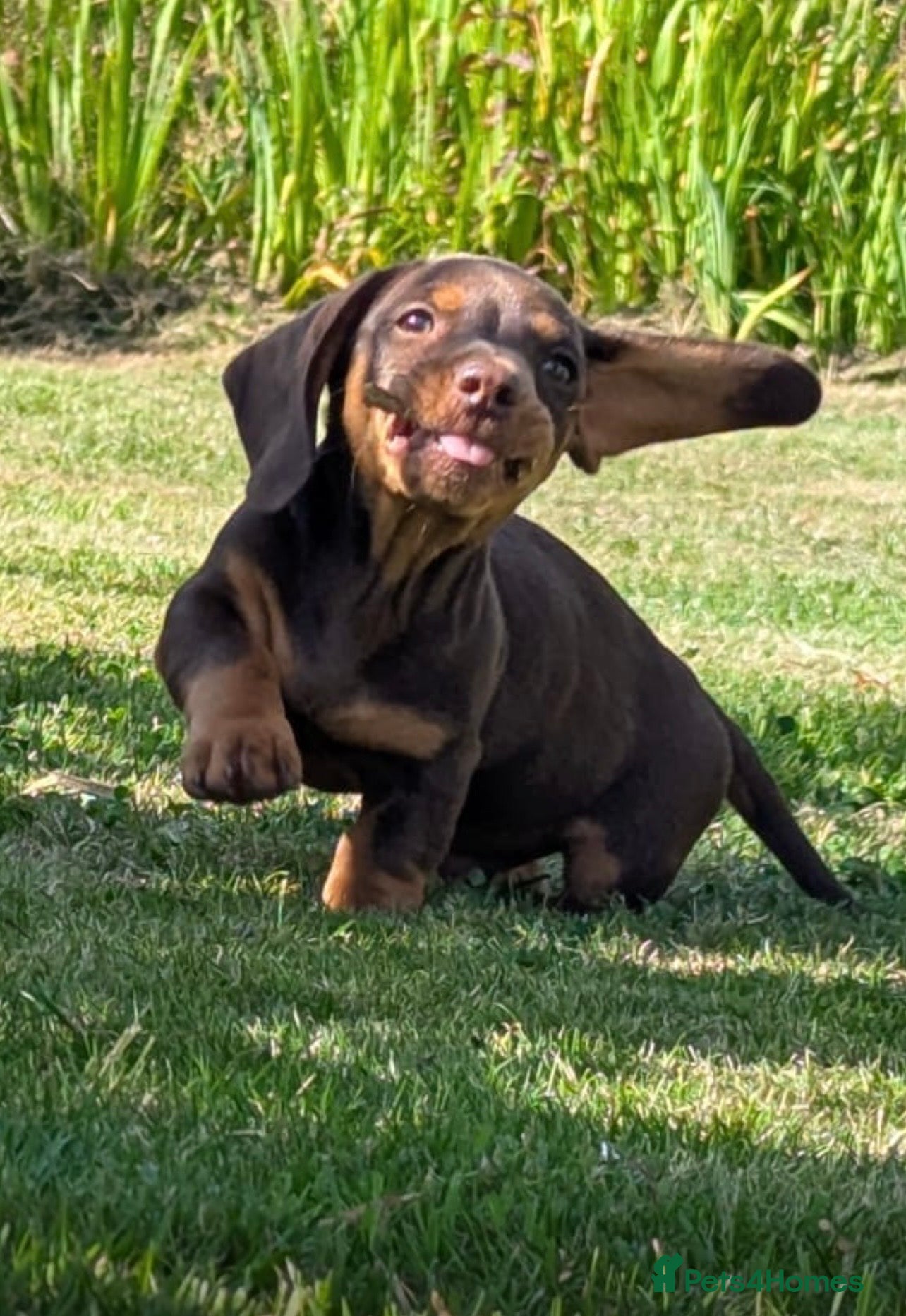 Miniature Dachshund dogs ONE Gorgeous boy Health tested KC parents  - Advert 2