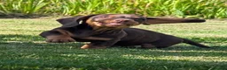 Miniature Dachshund dogs for sale: ONE Gorgeous boy Health tested KC parents  - Advert 2