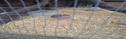 Mixed Breed birds for sale: 2 male quails  - Advert 1