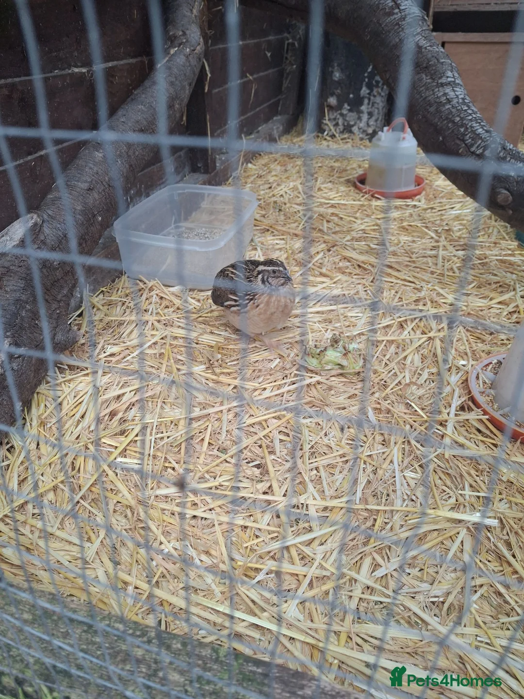 Mixed Breed birds for sale: 2 male quails  - Advert 1