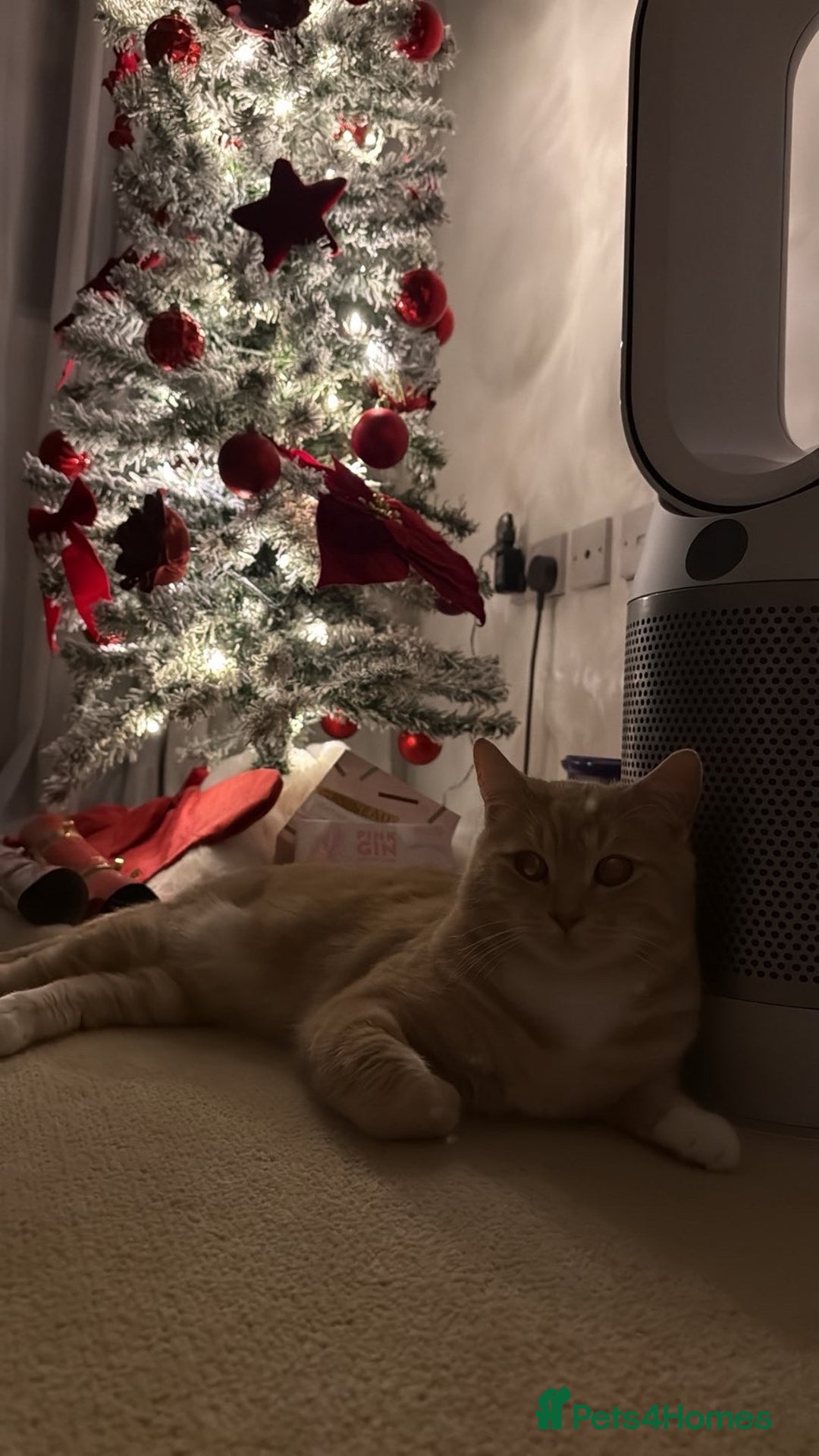 British Shorthair cats for sale: Buff Male British Shorthair 12 Months old  - Advert 2