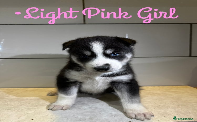 Siberian Husky dogs - Advert 1