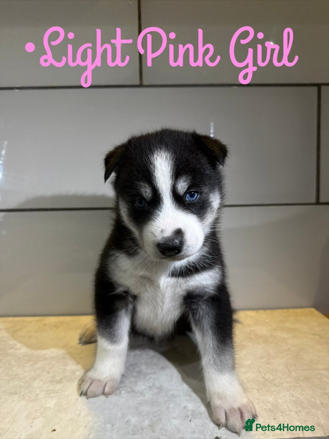 Siberian Husky dogs for sale: Husky Puppies 🩵🩷 - Image 1