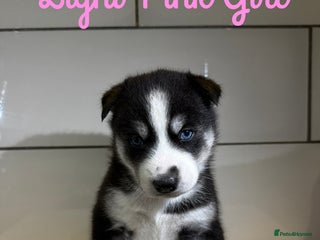 Siberian Husky dogs - Advert 4