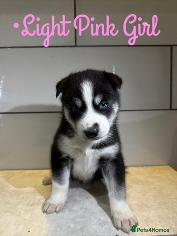 Siberian Husky dogs - Advert 8