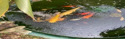 Koi Carp fish for sale: Koi and goldfish for sale  in Exeter - Advert 8