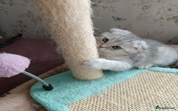 British Shorthair cats for sale: Gorgeous kittens for sale  - Image 7
