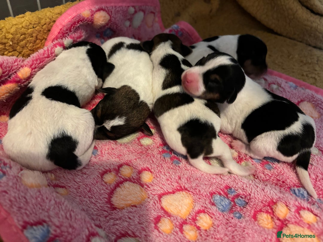 Jack Russell dogs for sale: Jack Russell puppies  - Advert 14