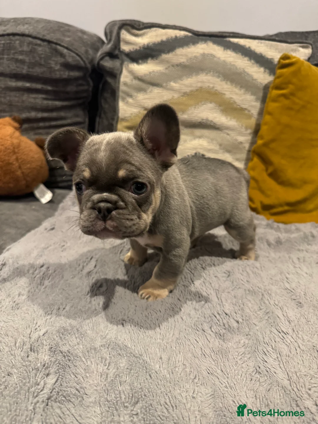 French Bulldog dogs for sale: High quality French bulldogs puppies  - Advert 14