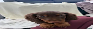 Miniature Dachshund 1