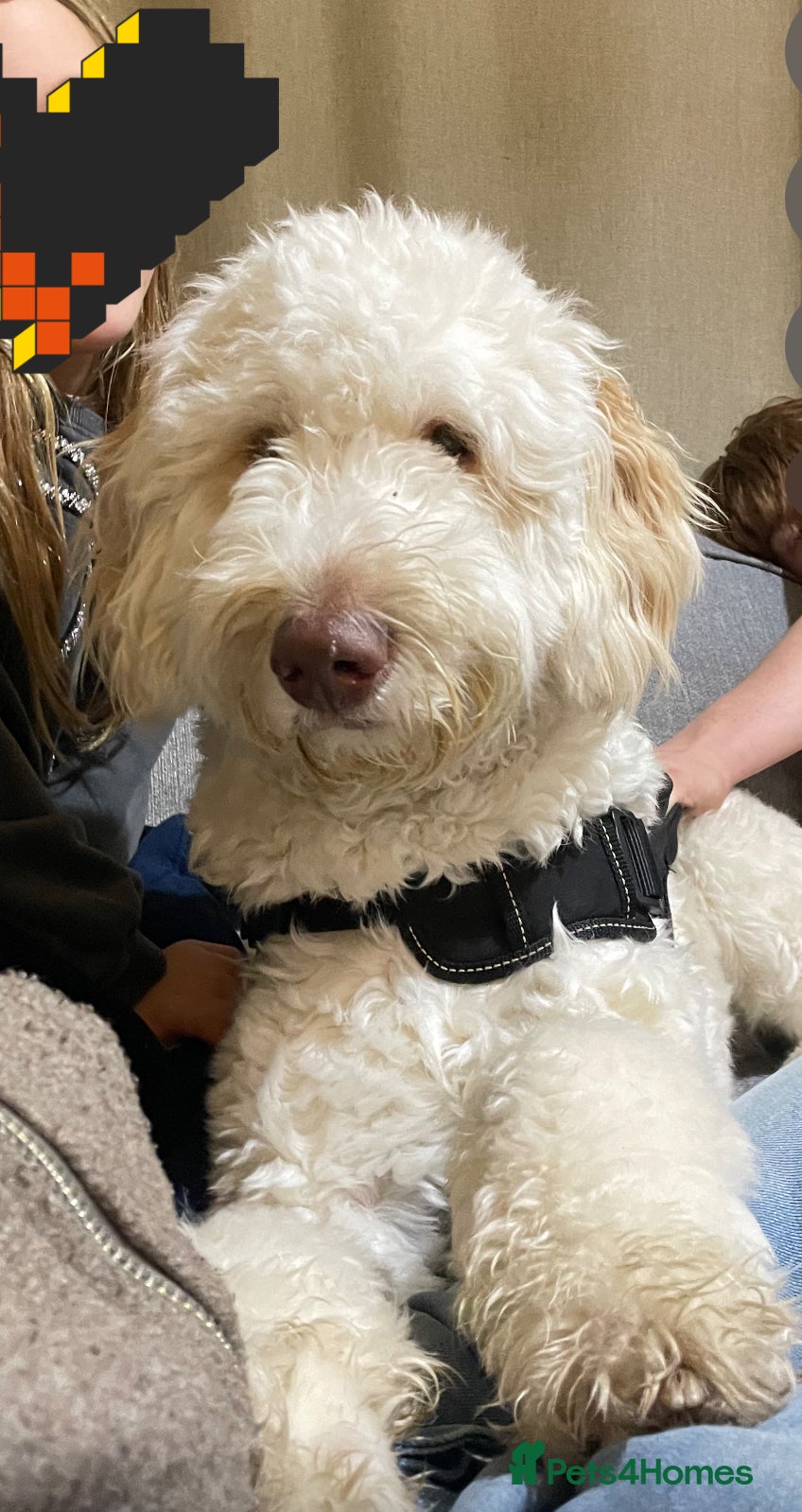 Labradoodle dogs Milo the labradoodle- 10 months - Advert 2