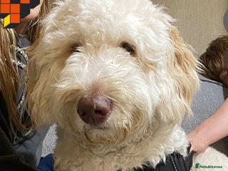 Labradoodle dogs Milo the labradoodle- 10 months - Advert 2