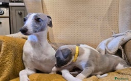 Whippet dogs for sale: Kc reg whippet females  - Advert 1