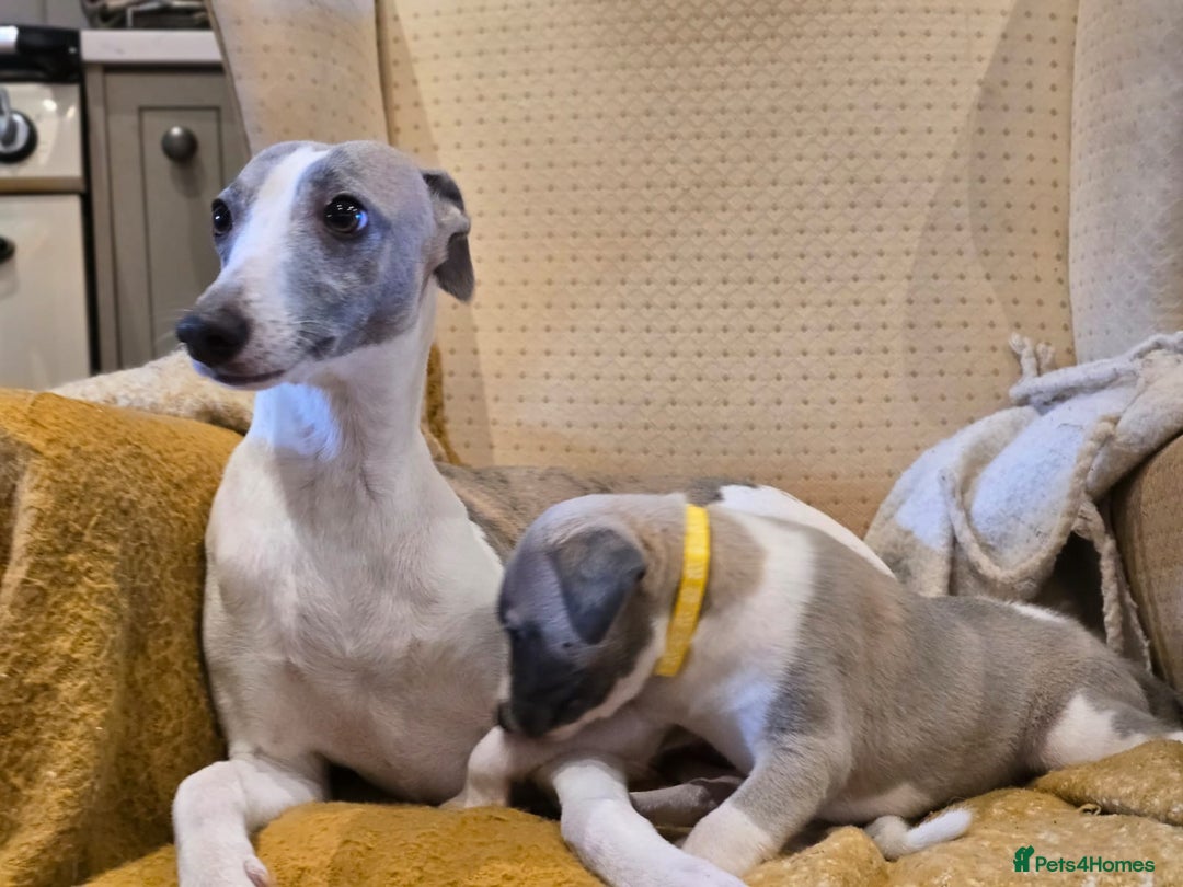 Whippet dogs for sale: Kc reg whippet females  - Advert 1
