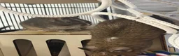 Degus rodents for sale: Two stunning male degus (ochre and slate)  - Advert 11