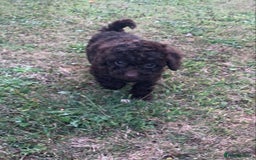 Cockapoo dogs for sale: Stunning F1B Cockapoo puppies  - Image 12