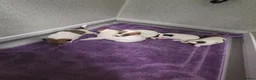 Jack Russell dogs for sale: Jack russell pups  in Stevenston - Advert 11