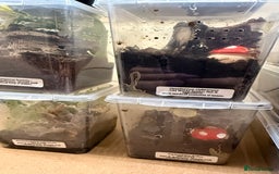 Tarantulas invertebrates for sale: 6 unsexed arboreal slings 3cm ish - Image 3