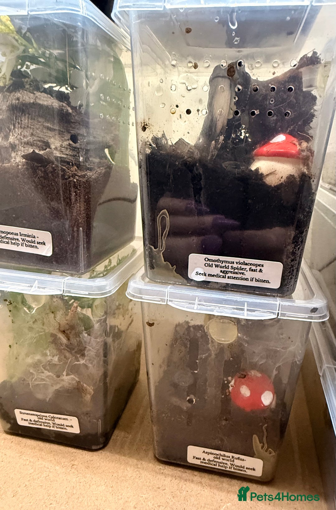 Tarantulas invertebrates for sale: 6 unsexed arboreal slings 3cm ish - Image 3