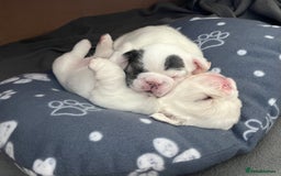 French Bulldog dogs for sale: Fluffy French Bulldogs - Image 14