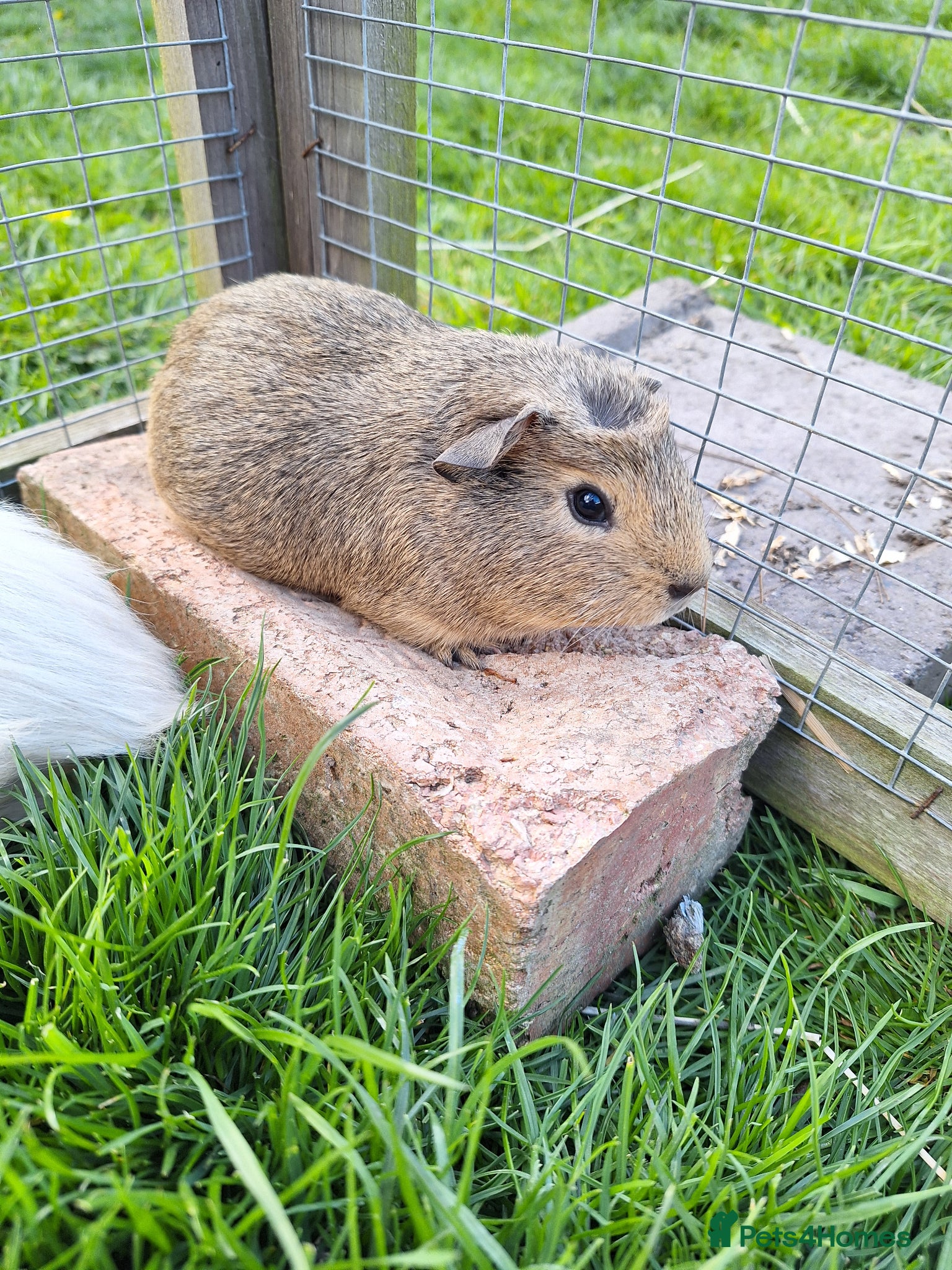 Guinea Pig rodents Young male guinea pigs for sale - Advert 18