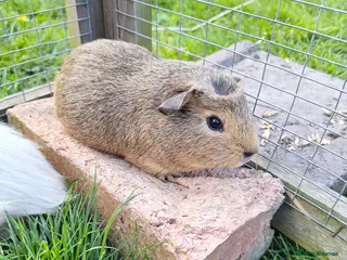 Guinea Pig rodents Young male guinea pigs for sale - Advert 18