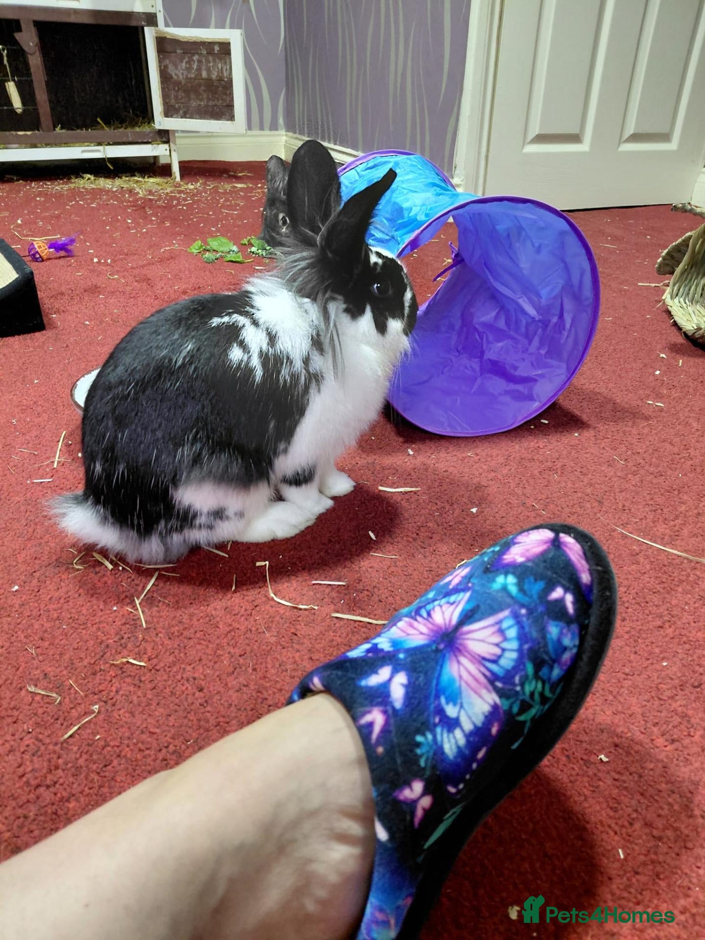 Lionhead rabbits URGENT HOME NEEDED - One male rabbit called quinn - Advert 2