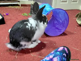 Lionhead rabbits URGENT HOME NEEDED - One male rabbit called quinn - Advert 2