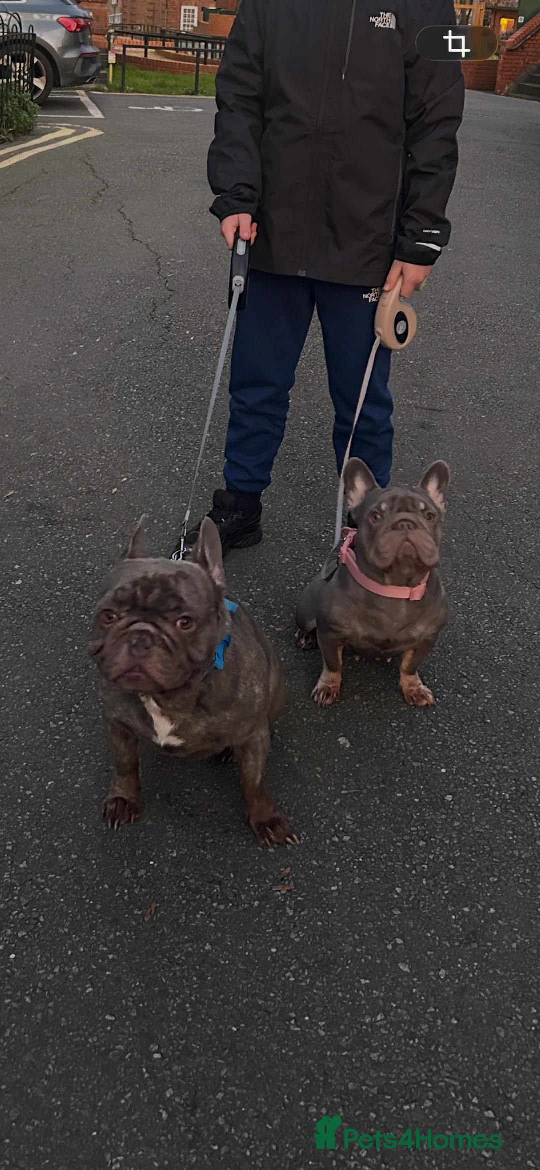 French Bulldog dogs for sale: 2 boys and 1 girl french bulldog  - Advert 2