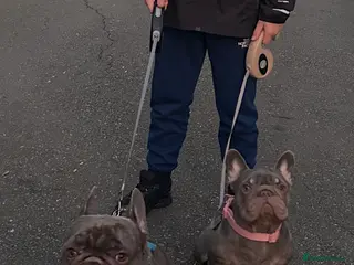 French Bulldog dogs 2 boys and 1 girl french bulldog - Advert 1