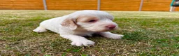 Cockapoo dogs for sale: Beautiful Cockapoo Babies 🐾🐾🐾 - Advert 25