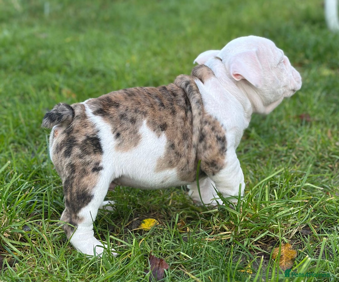 English Bulldog dogs for sale: 🌟Ready Now!🌟 - Advert 10