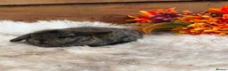 Mini Lop rabbits for sale: Mini lop Stoke on trent  - Advert 4