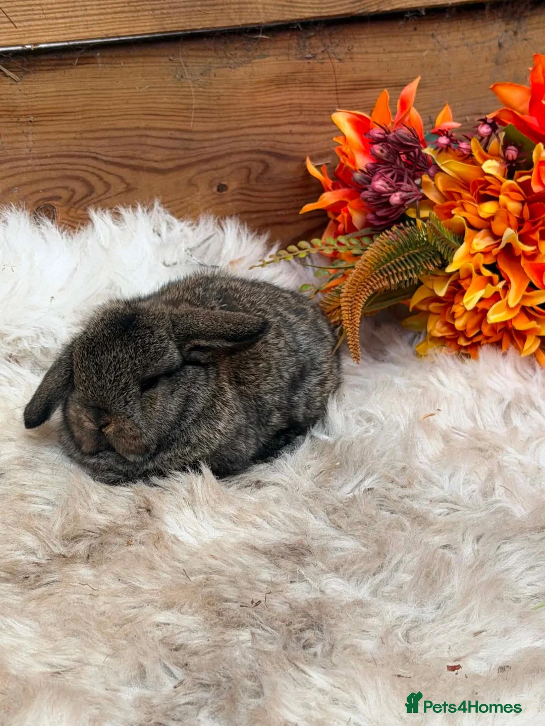 Mini Lop rabbits for sale: Mini lop Stoke on trent  - Advert 4