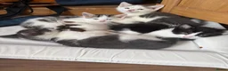 Mixed Breed cats for sale: Stunning kittens!  - Advert 4