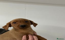 Labrador Retriever dogs for sale: Kc reg. Red lab pups. Ready 26 Oct  - Image 2
