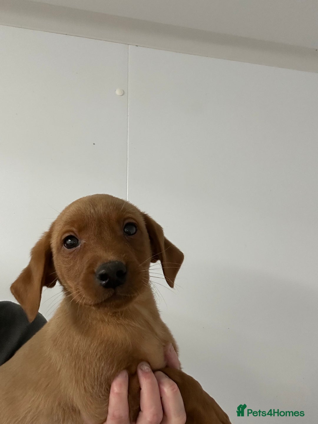 Labrador Retriever dogs for sale: Kc reg. Red lab pups. Ready 26 Oct  - Image 2