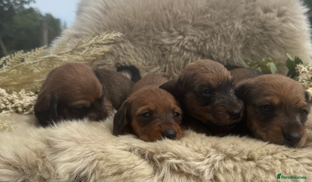 Dachshund dogs for sale: Stunning miniature wire dachshunds  - Image 13