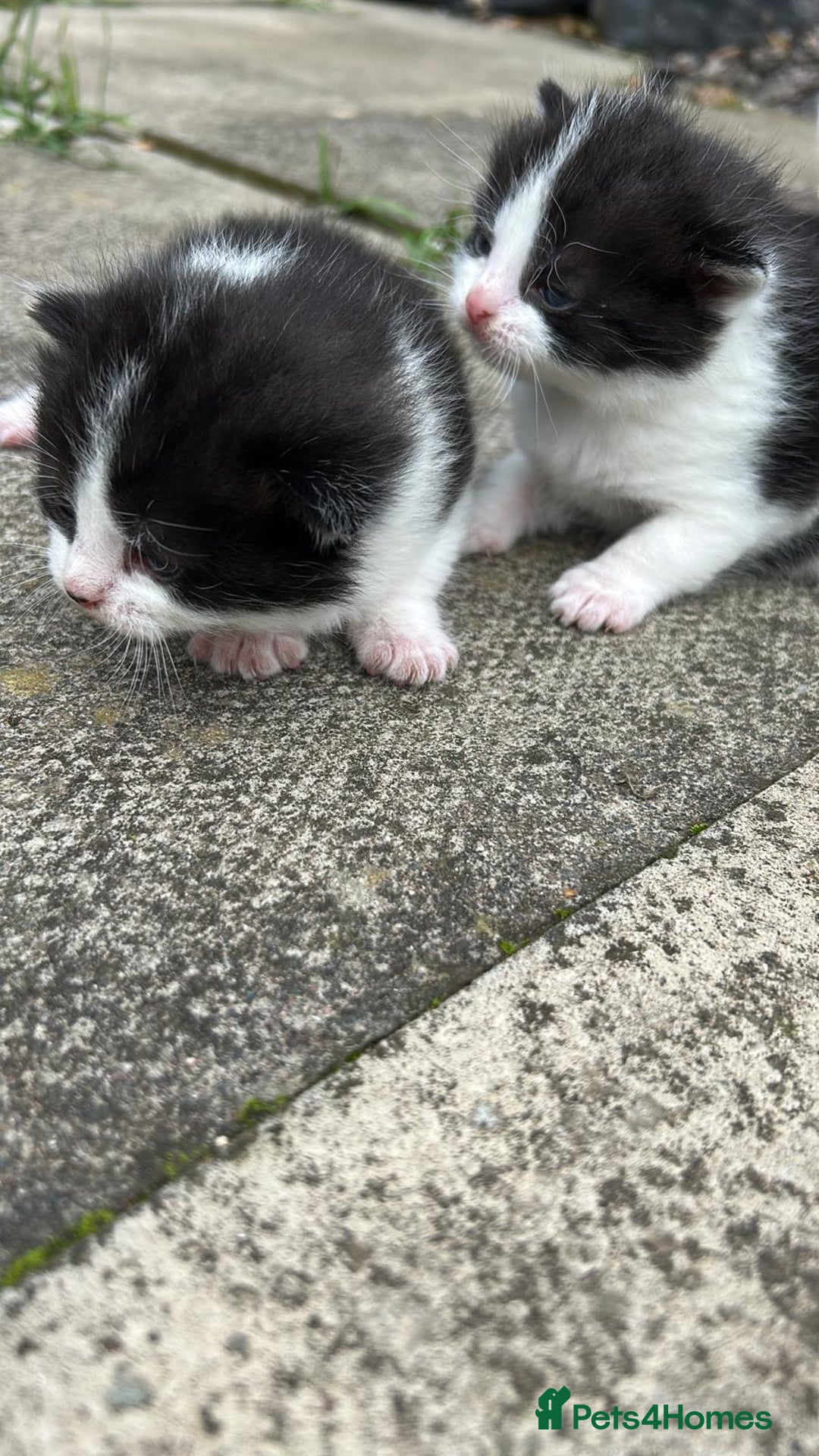 Domestic Shorthair cats for sale: Two 8 week old kittens - Advert 3