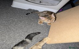 Mixed Breed cats for sale: One male kitten looking for he new home - Image 2