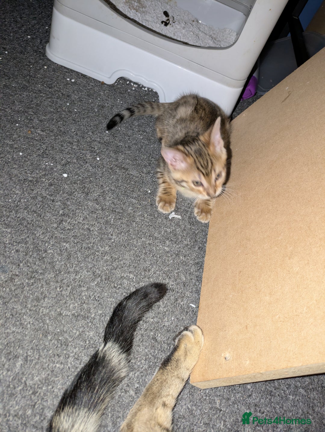 Mixed Breed cats for sale: One male kitten looking for he new home - Image 2