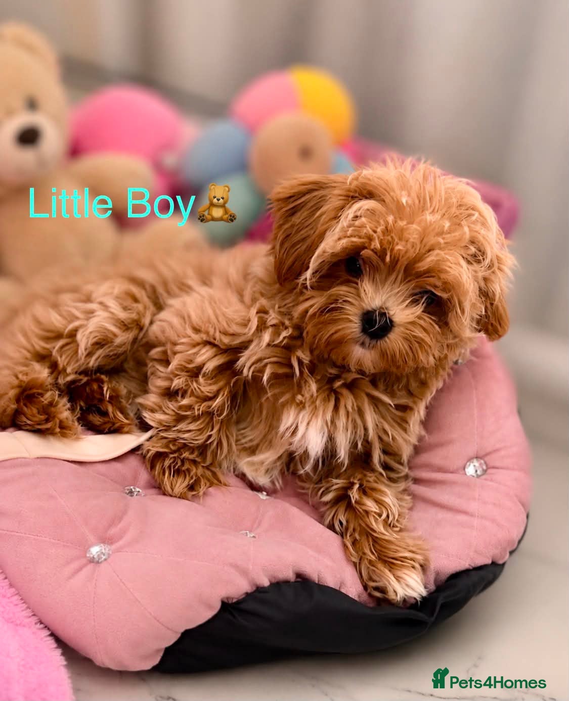 Maltipoo dogs 💕 Luxury Tiny Asian Maltipoo Puppies 💕 - Advert 2