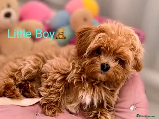 Maltipoo dogs 💕 Luxury Tiny Asian Maltipoo Puppies 💕 - Advert 2